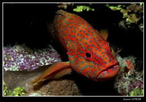 Dimond grouper comming out of his hideout :-D by Daniel Strub 
